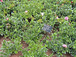 Rododendron indicum - Kunming Botanical Garden - DSC02873. 
 JPG
