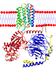 Animal GPCR rhodopsin (rainbow-colored) embedded in a lipid bilayer (heads red and tails blue) with transducin below it. Gta is colored red, Gtb blue, and Gtg yellow. There is a bound GDP molecule in the Gta-subunit and a bound retinal (black) in the rhodopsin. The N-terminus terminus of rhodopsin is red and the C-terminus blue. Anchoring of transducin to the membrane has been drawn in black. Rhodopsin-transducin.png