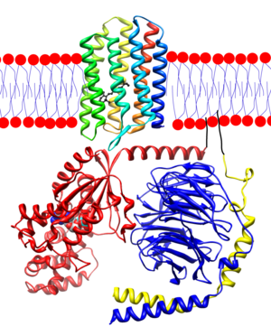 Transducin