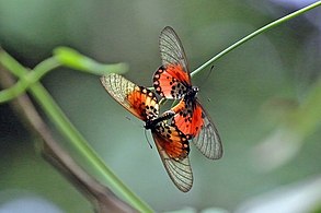 Ribbe's glassy acraea (Acraea leucographa) mating.jpg