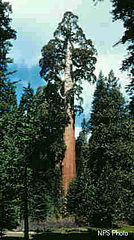 General Grant tree, Sequoia National Park