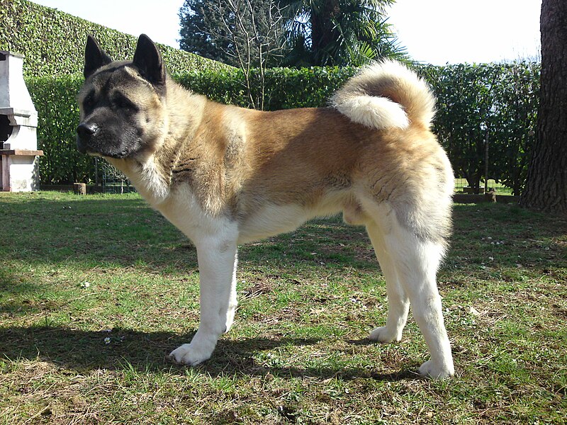 File:Riki - American Akita - 18 months old - B.JPG