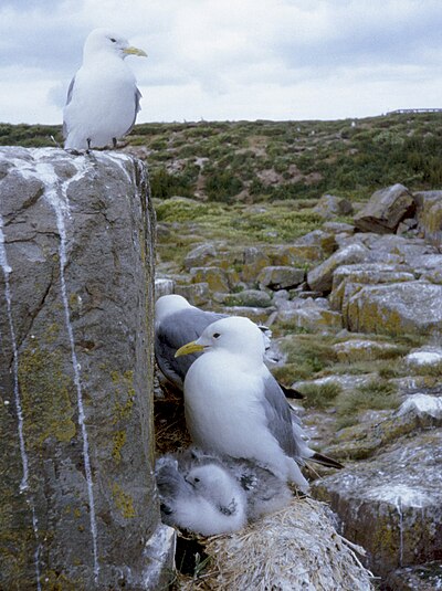 Kittiwake