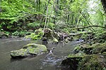 Vignette pour Forêt tempérée décidue