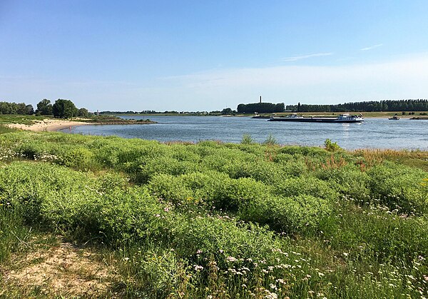 Lingewaard Riverscape