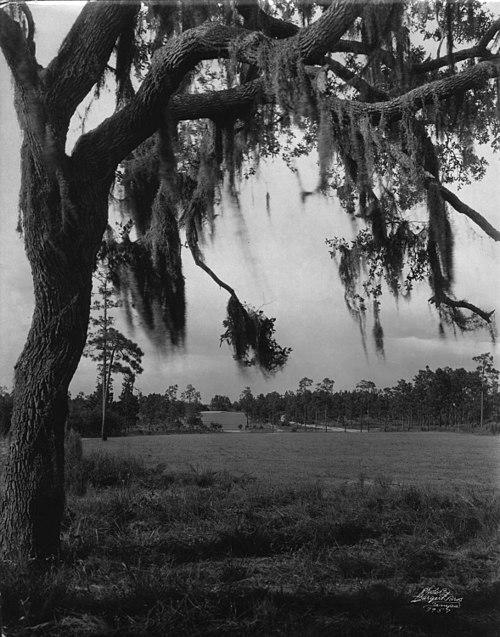 Rolling Temple Terrace landscape, photo circa 1923