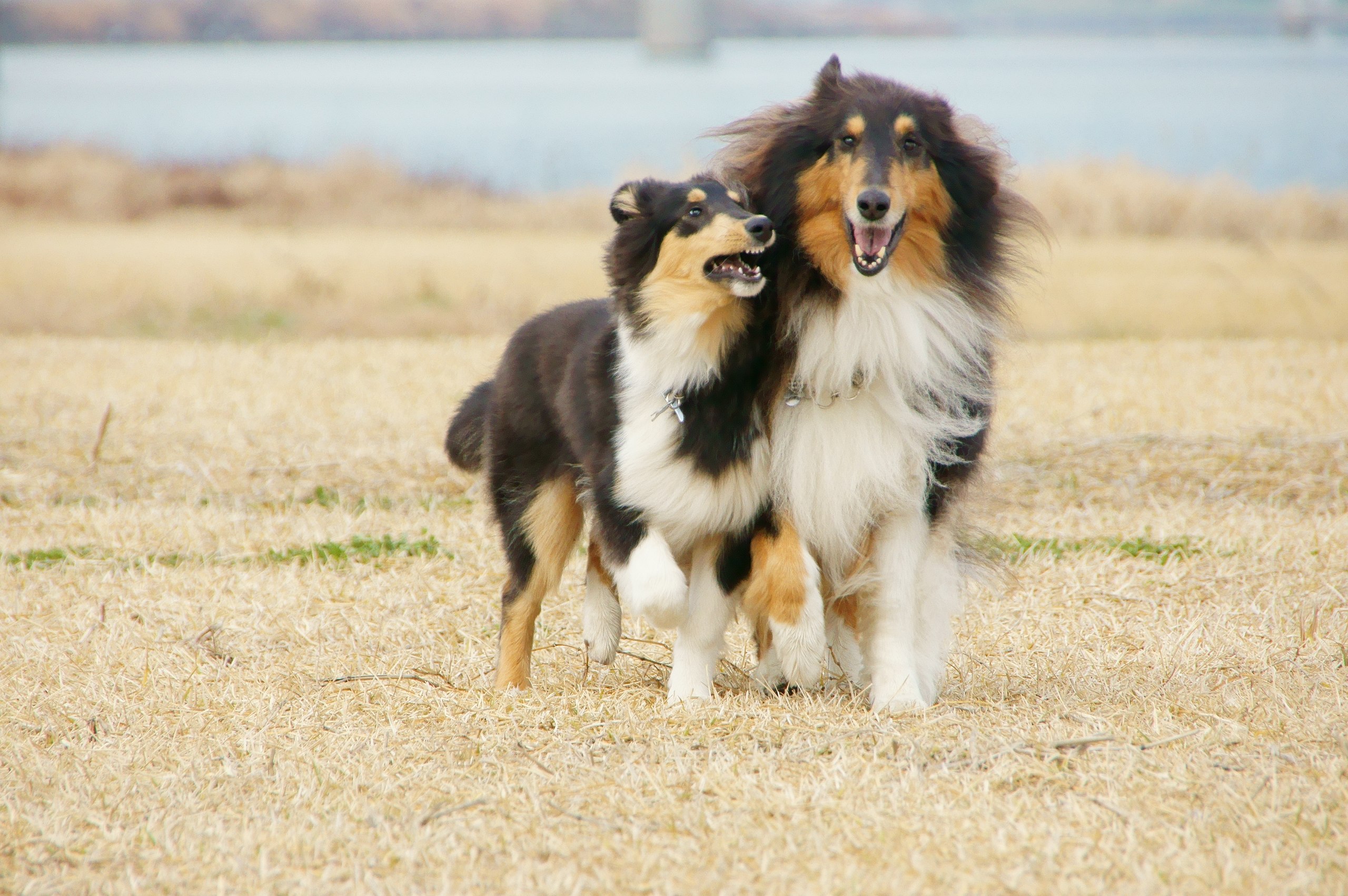 Rough Collie - Wikipedia