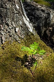 Rowan shot growing in the moss on the lower part of a birch