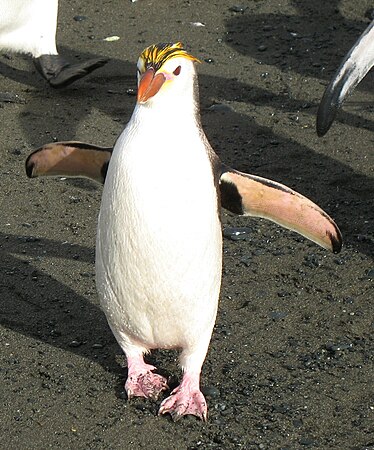 Ŝlegela pingveno Eudyptes schlegeli