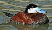 A living Oxyura jamaicensis, or ruddy duck Ruddy Duck (Oxyura jamaicensis) RWD2 cropped.jpg