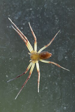 Running Crab Spider (Philodromidae)