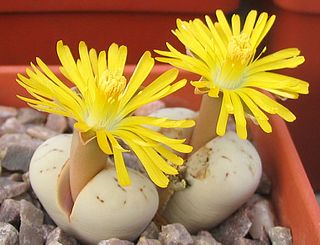 <i>Lithops ruschiorum</i> Species of succulent