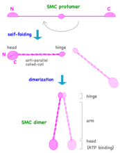 Изменение структуры SMC-белка в процессе фолдинга и образование димера (процесс димеризации).