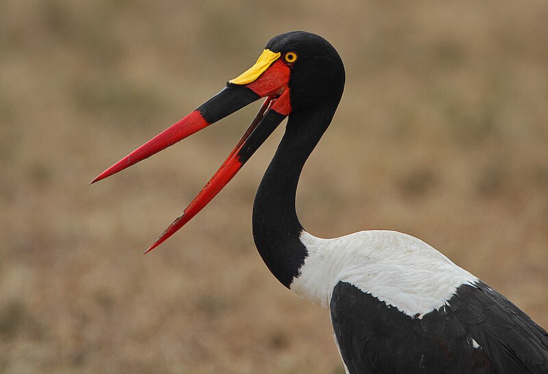 File:Saddle-billed Stork (Ephippiorhynchus senegalensis) female.jpg