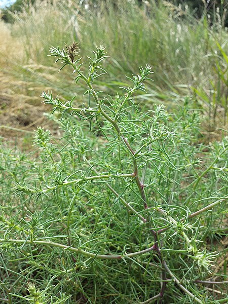 File:Salsola tragus sl7.jpg