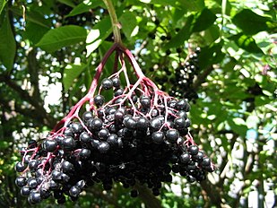 Sambucus nigra: Black berries