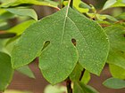 Sassafras Sassafras albidum Leaf 2505px.jpg