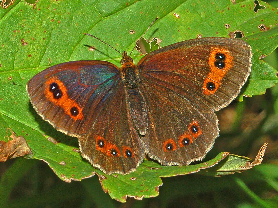 Scotch argus