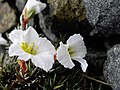 Saxifraga burseriana 'Crenata'