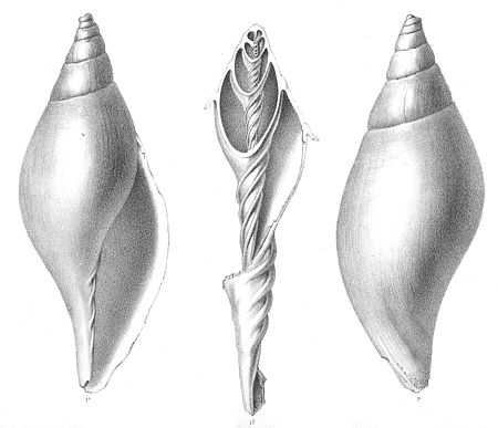 Tập_tin:Scaphella_lamberti.jpg