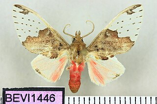 <i>Scaptius</i> Genus of moths