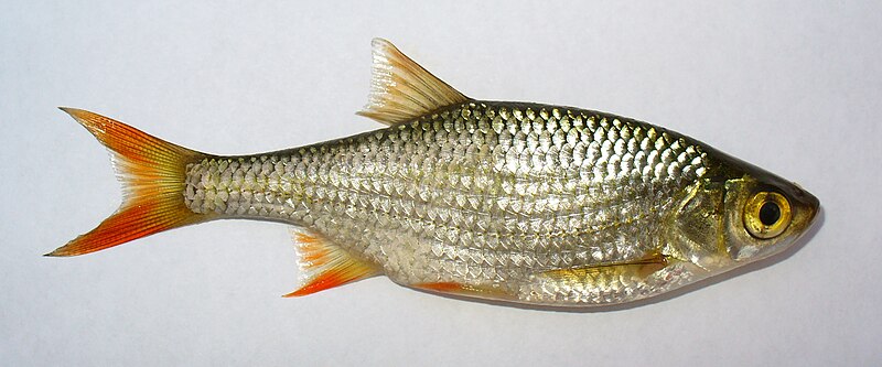 Plik:Scardinius erythropthalmus 2009 G1.jpg