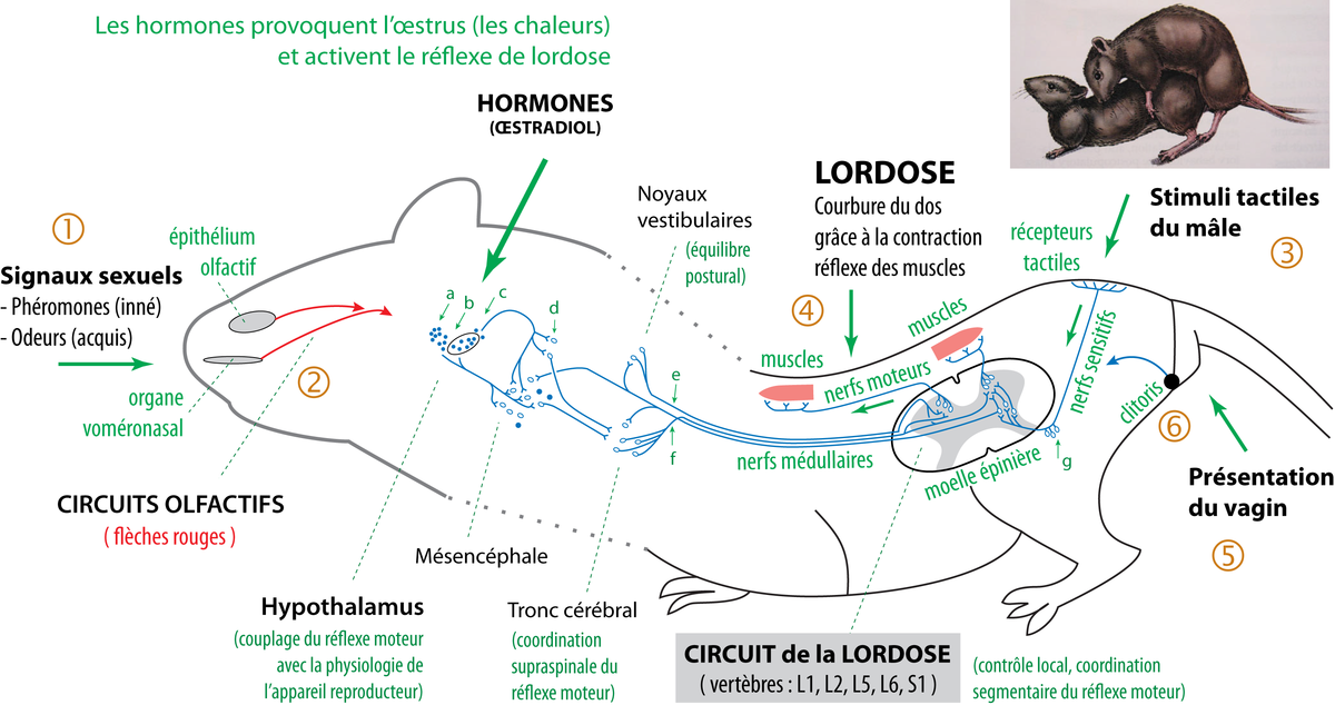 File:Schéma simplifié des circuits du réflexe sexuel de lordose.png -  Wikimedia Commons