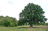 Three-stem oak in the Seewiesenwäldchen