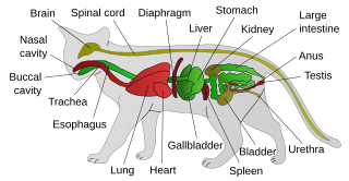 Feline lower urinary tract disease