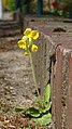 "Schlüsselblume_in_Feldberg.jpg" by User:Ntr.Photos