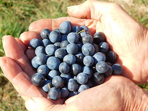 Sloe berries ( Prunus spinosa ) Rhineland Palatinate, Nordpfälzer Bergland, Germany