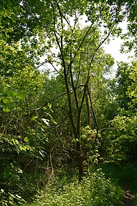 Schleswig-Holstein, Itzehoe, Landschaftsschutzgebiet Waldfläche Hackstruck NIK 6354.JPG