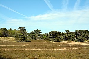 Schleswig-Holstein, Kellinghusen, nature reserve heathland near Kellinghusen NIK 3409.JPG