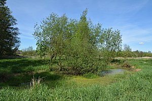 Schleswig-Holstein, Mildstedt, Naturerlebnisraum NIK 6560.jpg