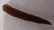 Miniatura para Schmidtea polychroa