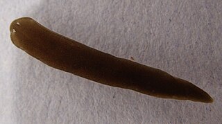 <i>Schmidtea polychroa</i> Species of flatworm