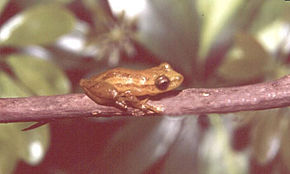 Описание изображения Scinax cardosoi.jpg.