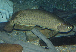 <span class="mw-page-title-main">Southern saratoga</span> Species of fish