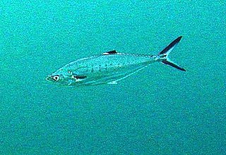 Doublespotted queenfish Species of fish