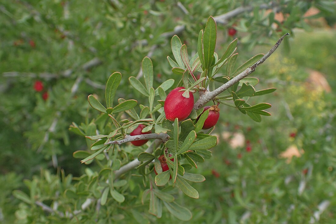 Searsia pentaphylla