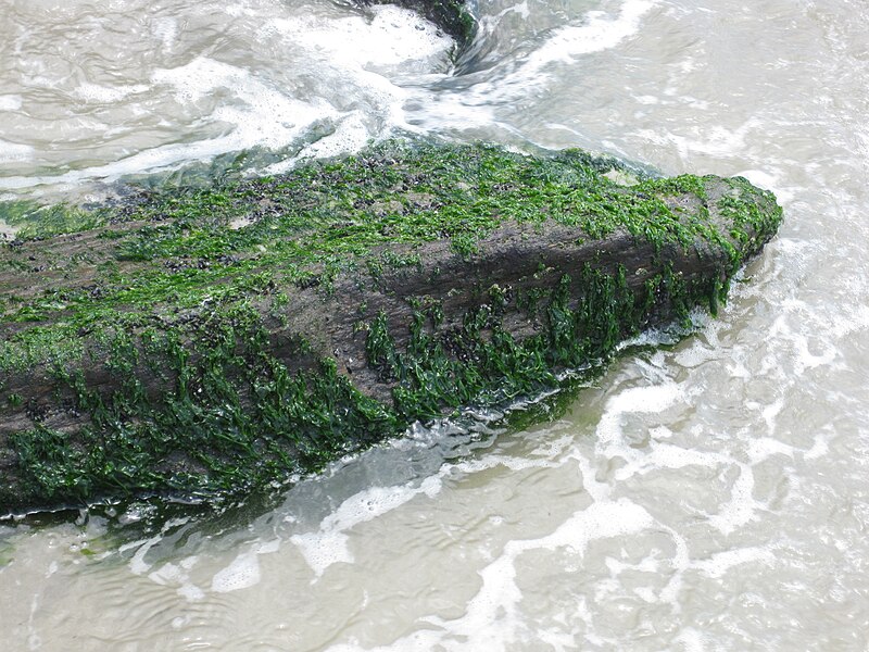 File:Seaweed on rocks at Atlantic Ocean.jpg