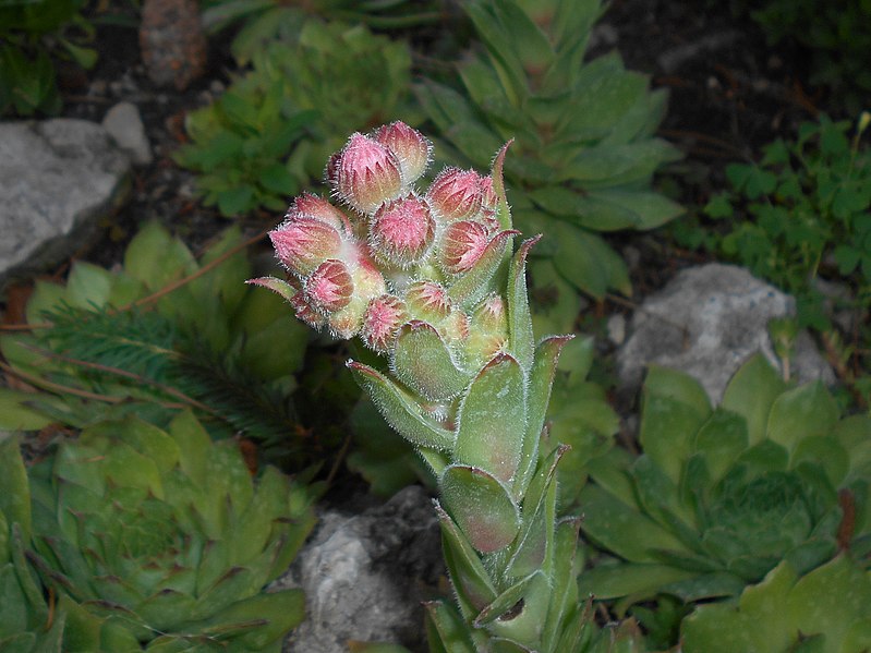 File:Sempervivum tectorum 2018-06-05 3126.jpg