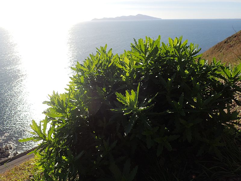 File:Senecio glastifolius, in NZ opposite Kapiti Island.JPG