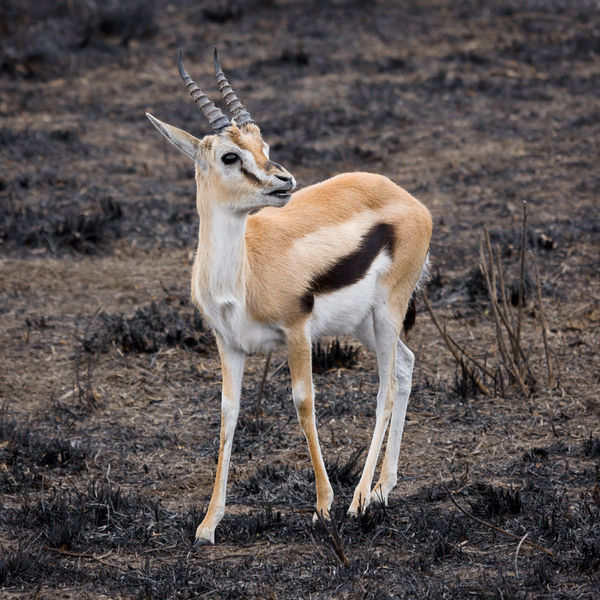 File:Serengeti Thomson-Gazelle3.jpg