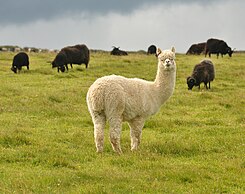 A Huacaya alpaca guards sheep. Sheep and alpaca above Tregardock Cliff (5088).jpg