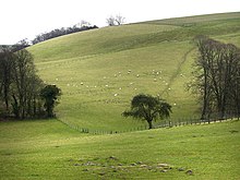 Sheep on Tegdown Hill