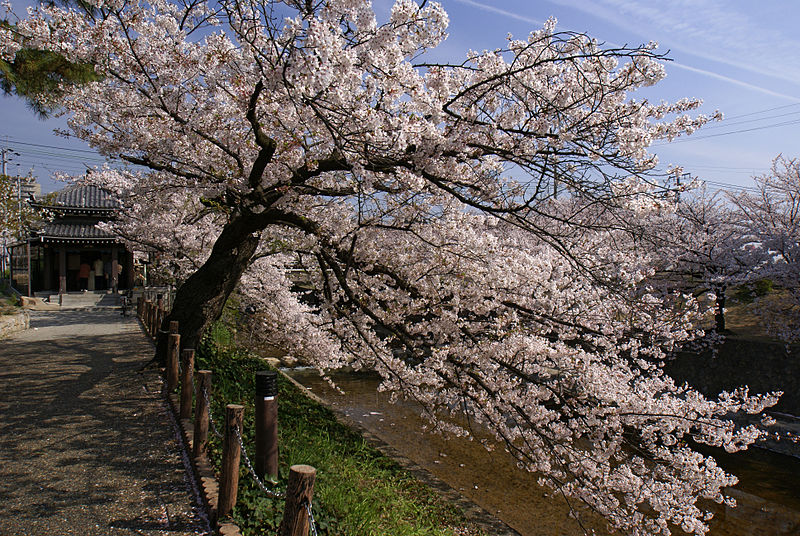 File:Shukugawa05s3872.jpg