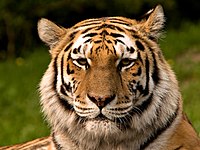 Siberischer tiger de edit02.jpg