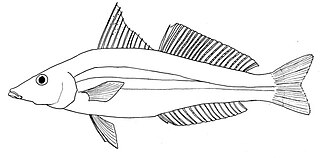 <span class="mw-page-title-main">Golden lined whiting</span> Species of fish