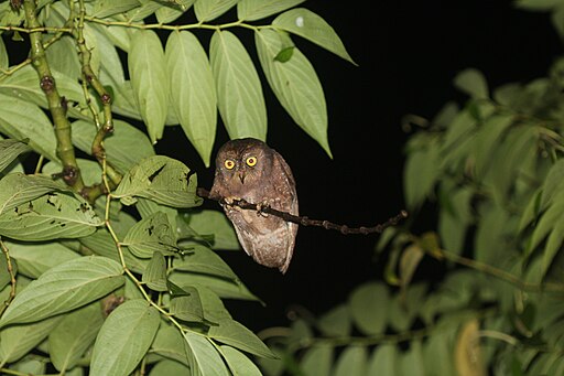 Simeulue Scops Owl Endemik